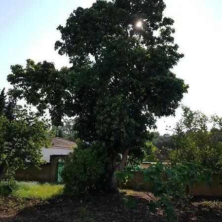 Fructus